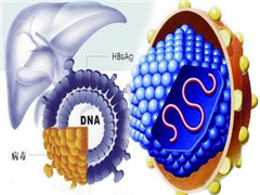 在生活中应该如何预防乙肝呢？
