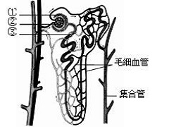 阿西替尼的作用机理和注意事项