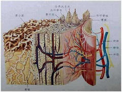 芦可替尼副作用有什么