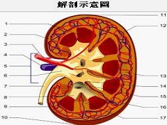 阿西替尼对晚期肾癌的靶向治疗