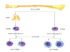 马法兰有什么用