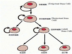 芦可替尼是全球唯一获批治疗骨髓纤维化的药物