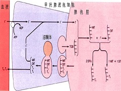 凡德他尼的优势是什么 