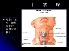 凡德他尼的简单介绍