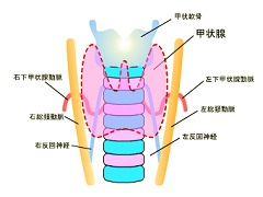 凡德他尼的作用机制