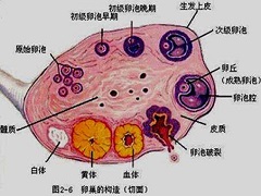 帕唑帕尼能治疗卵巢癌吗