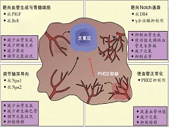 服用阿西替尼生存期有多久