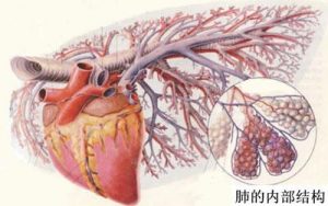 首个特发性肺纤维化领域突破性治疗药物——尼达尼布